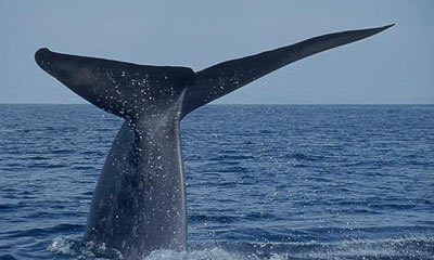 Blue Whale Watching