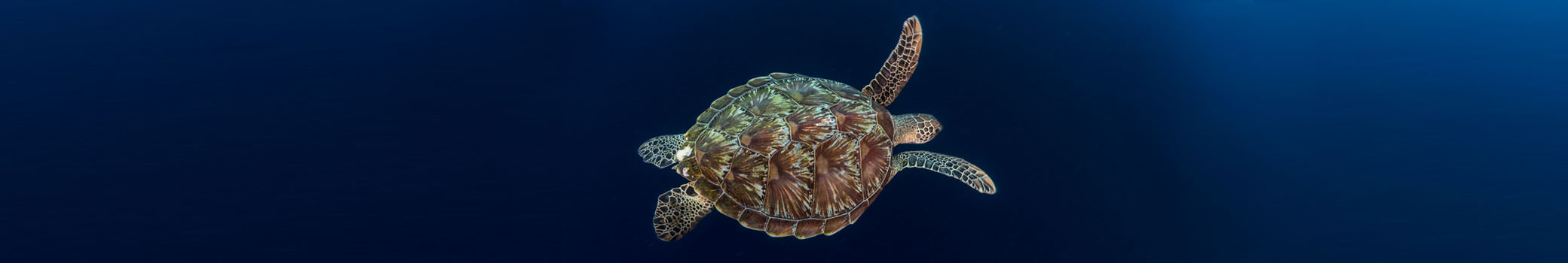 Far East liveaboards