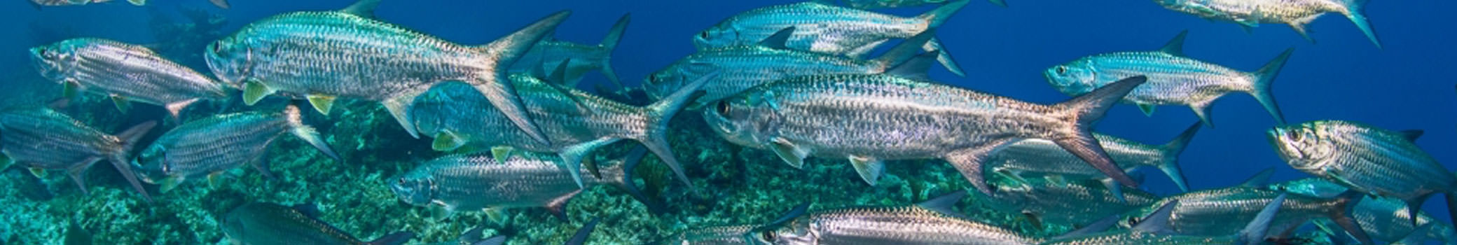 Caribbean liveaboards