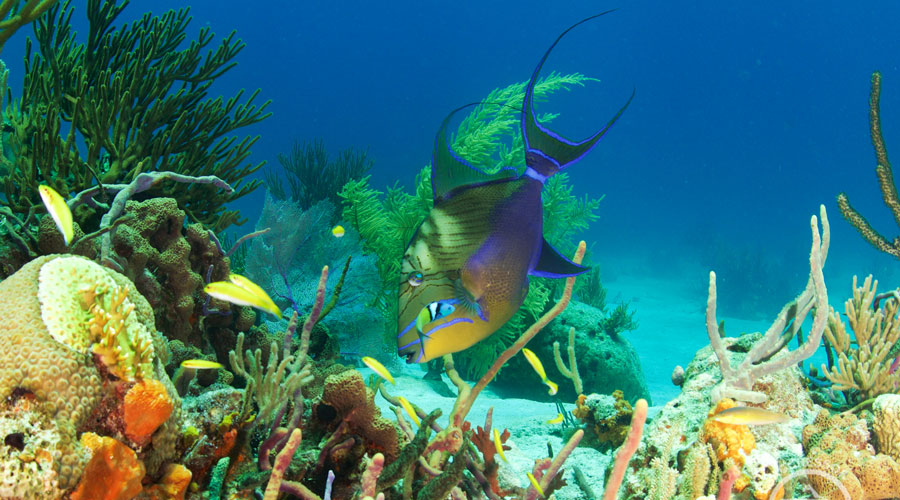 Bahamas Aggressor | Bahamas Diving Liveaboard