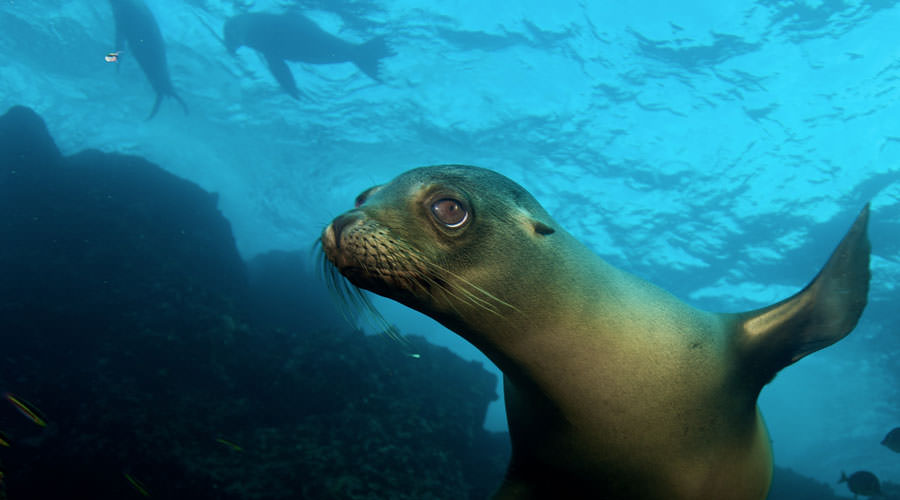 Humboldt Explorer | Galapagos Diving Liveaboard