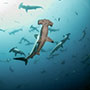 Tiburon Explorer | Galapagos Diving Liveaboard