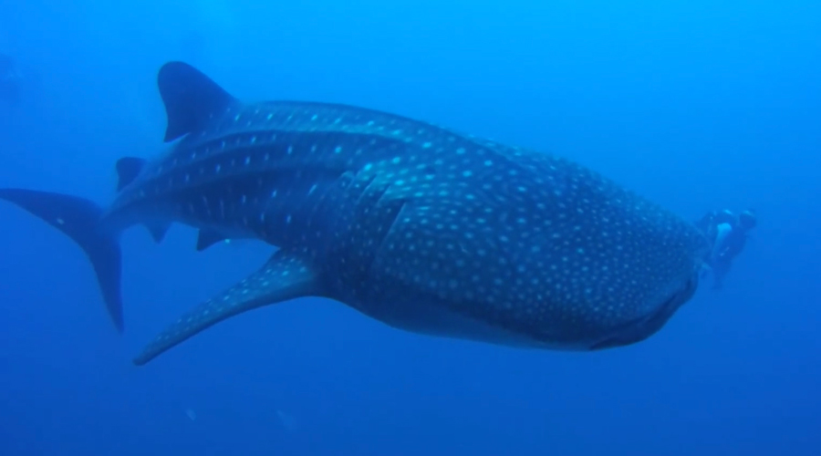Emperor Virgo | Maldives Liveaboard | Scuba Diving Holiday