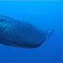 Emperor Virgo | Maldives Liveaboard | Scuba Diving Holiday