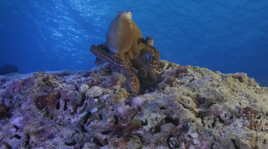 Emperor Virgo | Maldives Liveaboard | Scuba Diving Holiday