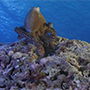 Emperor Virgo | Maldives Liveaboard | Scuba Diving Holiday