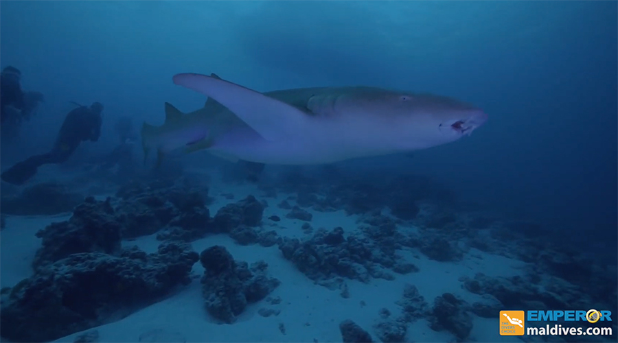 Emperor Virgo | Maldives Liveaboard | Scuba Diving Holiday
