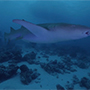 Emperor Virgo | Maldives Liveaboard | Scuba Diving Holiday