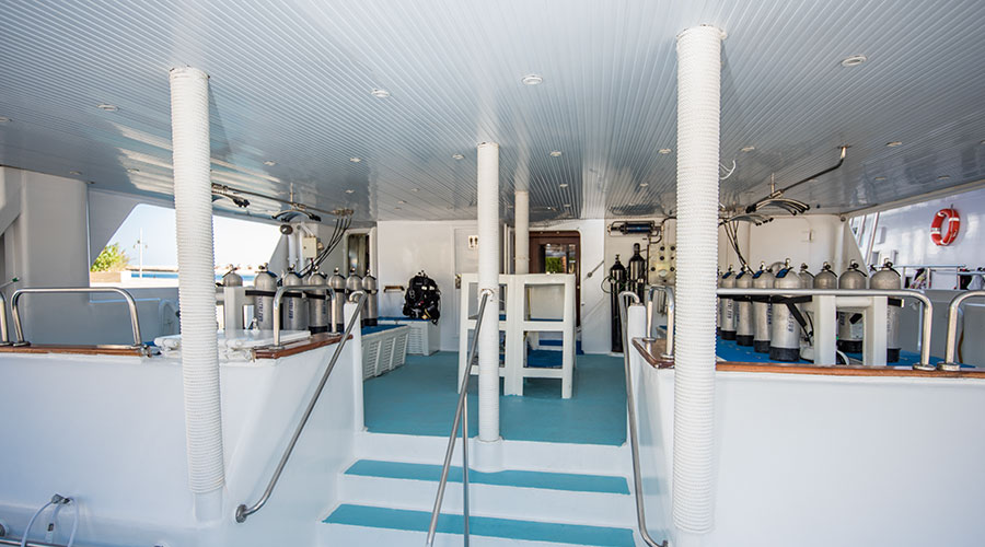 Royal Evolution | Saudi Liveaboard