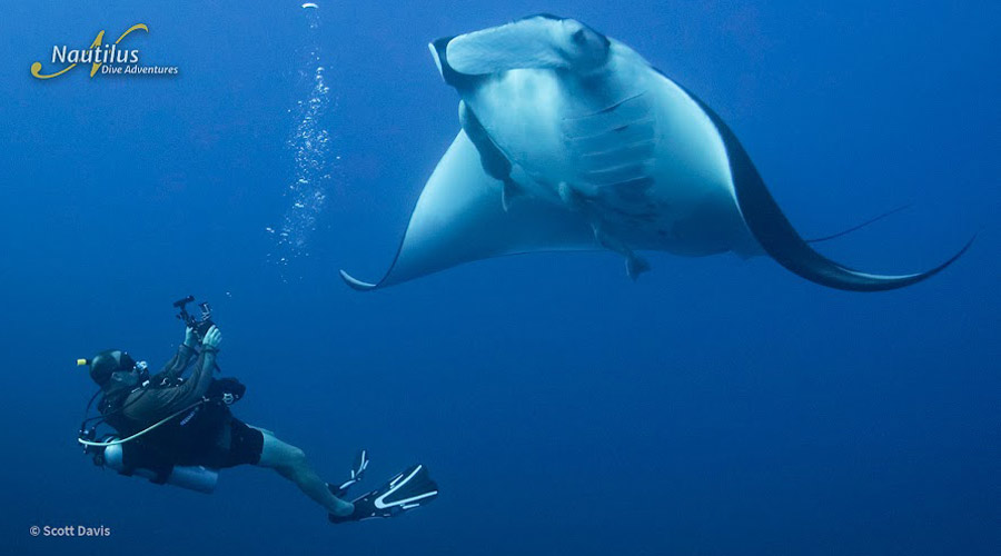 Nautilus Explorer | Socorro and Guadalupe Liveaboard