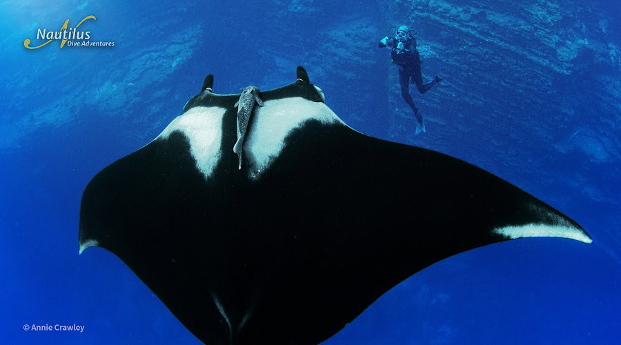 Nautilus Explorer | Socorro and Guadalupe Liveaboard