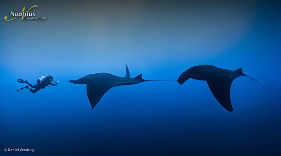 Nautilus Explorer | Socorro and Guadalupe Liveaboard