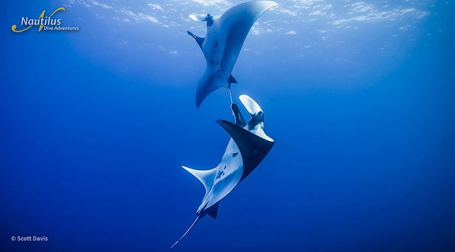 Nautilus Explorer | Socorro and Guadalupe Liveaboard