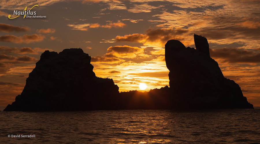 Nautilus Explorer | Socorro and Guadalupe Liveaboard