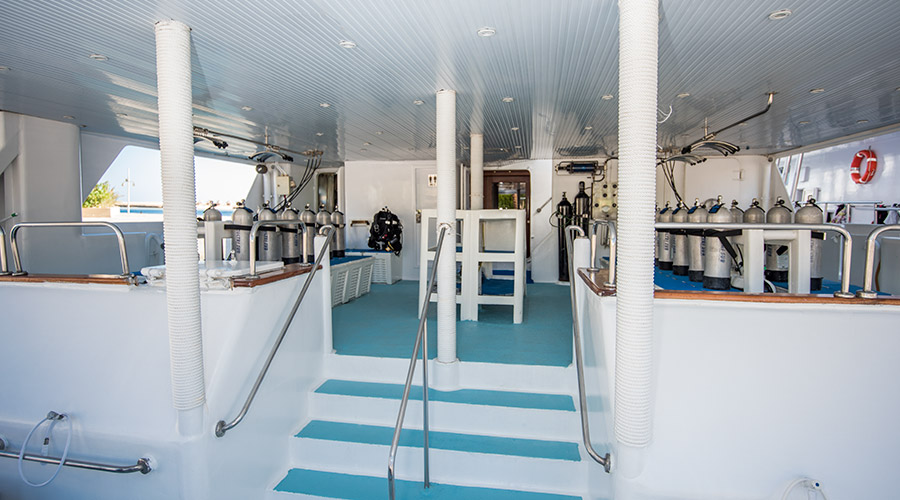 Royal Evolution | Saudi Liveaboard