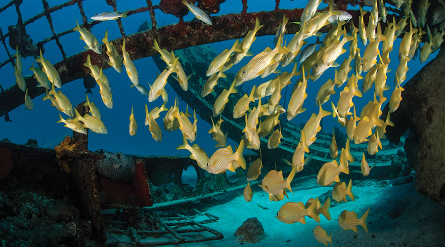 Turks Caicos Explorer | Scuba Diving Holiday