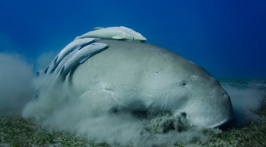 Emperor Divers and Wadi Sabarah