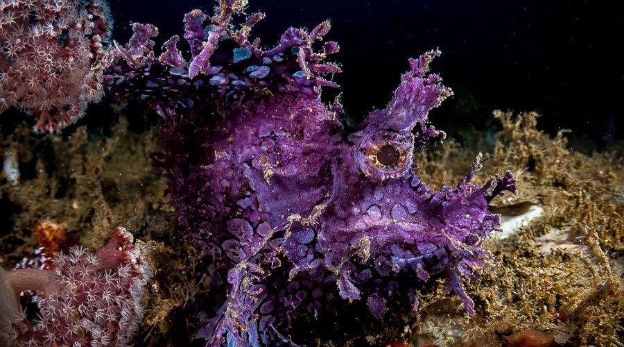 Maluku Resort and Spa