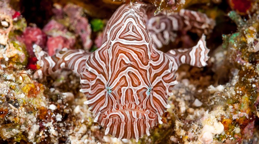 Maluku Resort and Spa