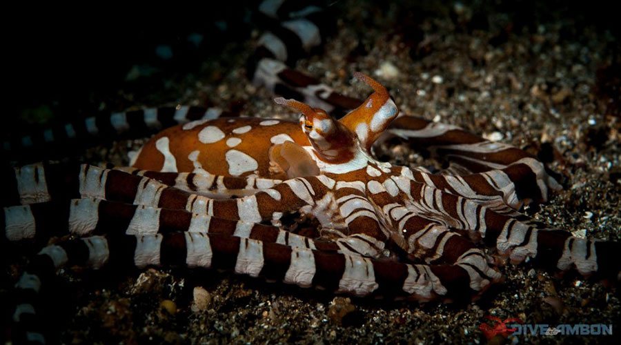 Maluku Resort and Spa