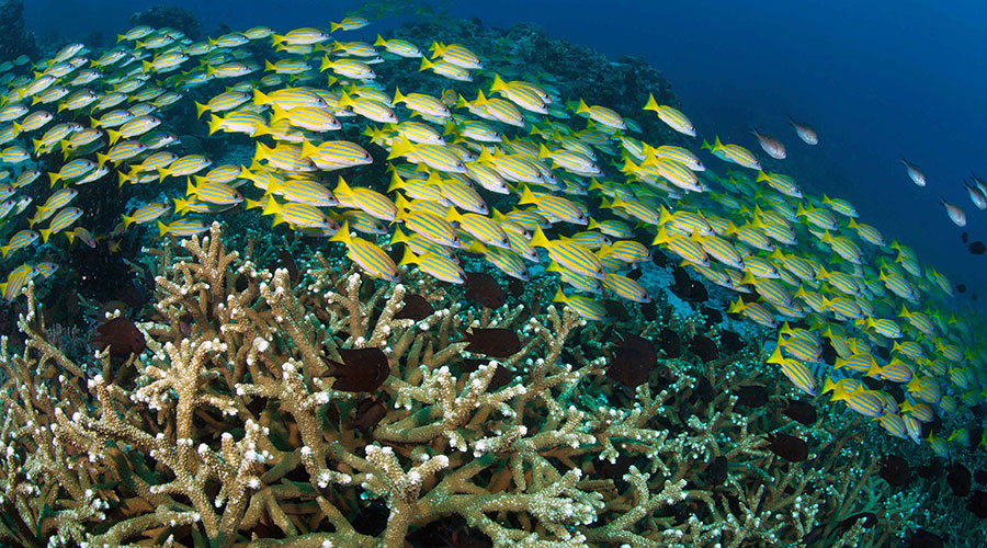 Murex Bangka Resort Manado