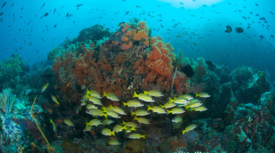 Murex Bangka Resort Manado