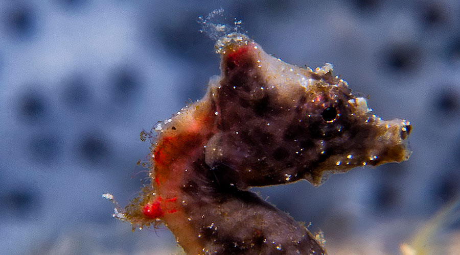 Murex Bangka Resort Manado