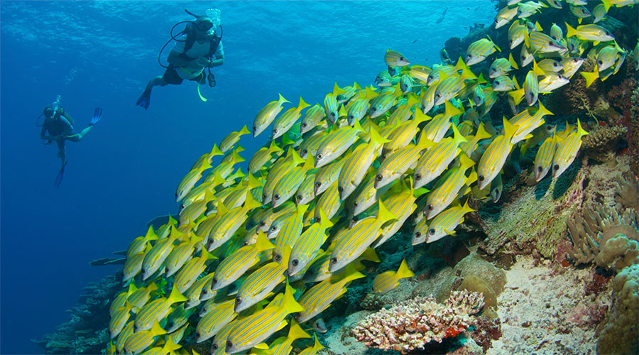 Six Senses Laamu Maldives luxury diving resort  