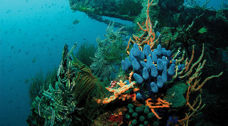 Sangat Island Dive Resort  | Dive Philippines