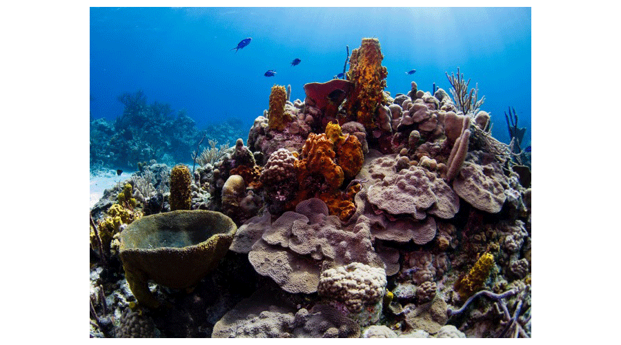 Bahamas Discovery14
