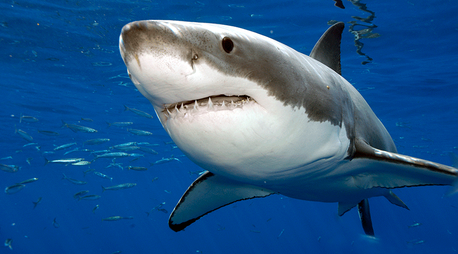 Great Whites in Guadalupe1