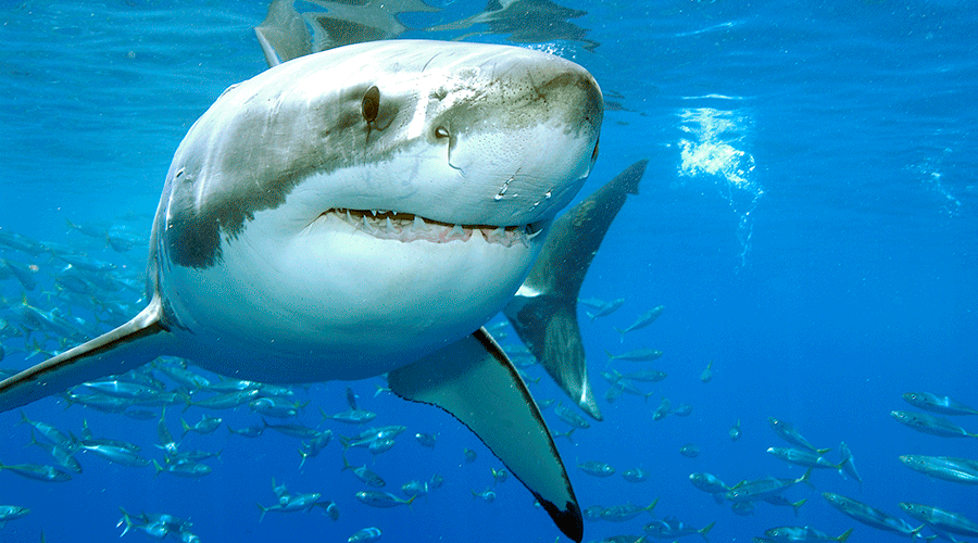 Great Whites in Guadalupe2
