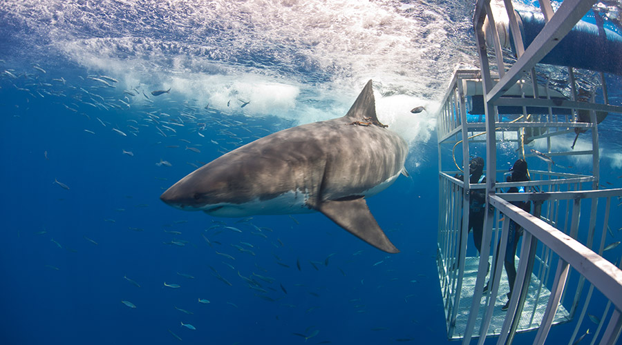 Great Whites in Guadalupe3