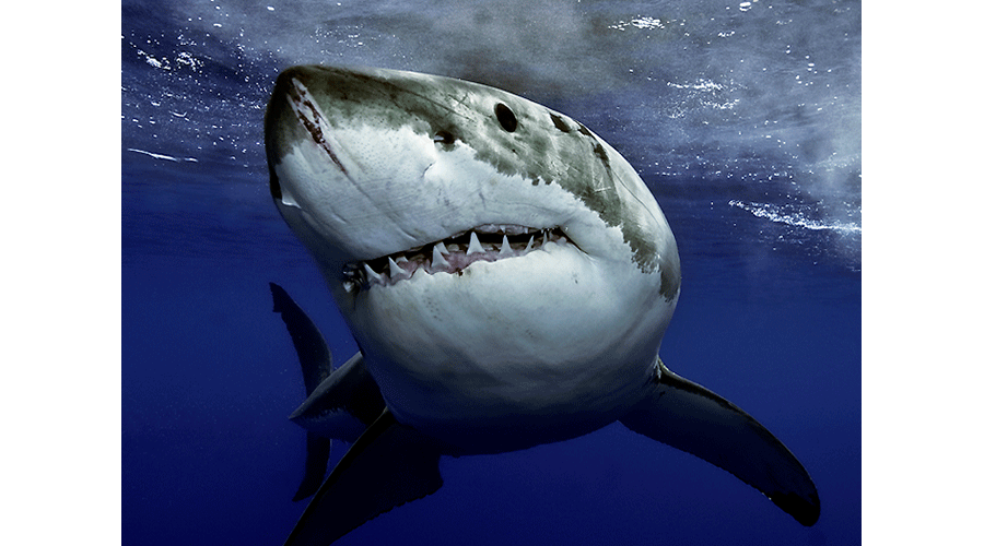 Great Whites in Guadalupe4