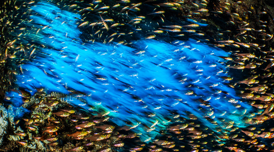 Classic Red Sea Wrecks15