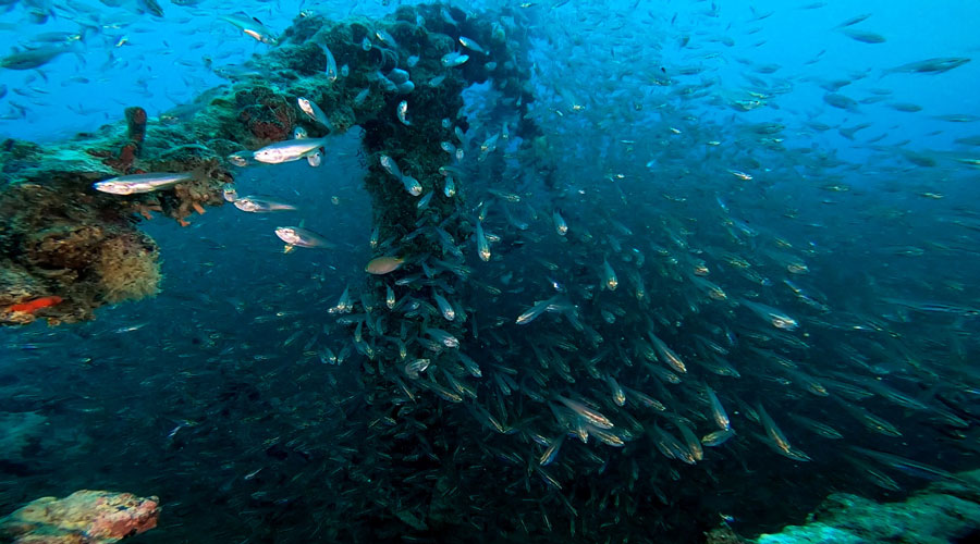 Classic Red Sea Wrecks3