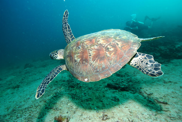 Baa Raa Noonu Atolls8