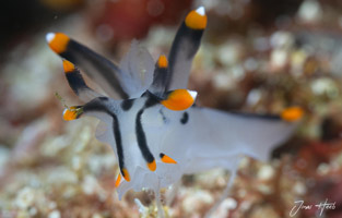 Philippines diving holidays