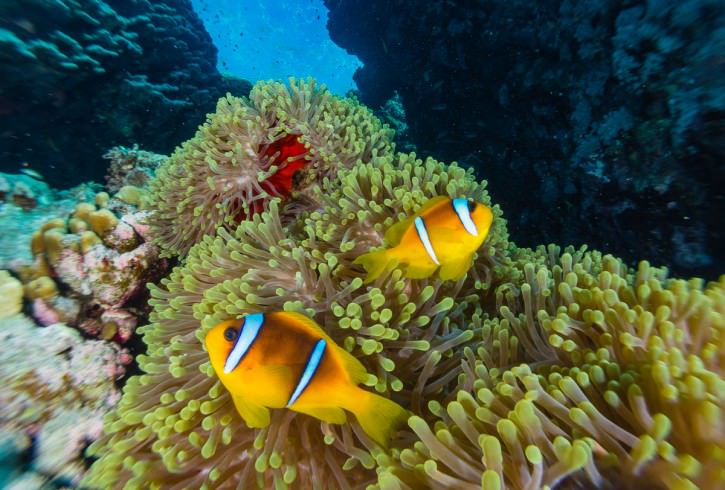 Close Focus Wide Angle Clownfish @ f16 FIXUWL28M67 Twin S&S YSD1 strobes.